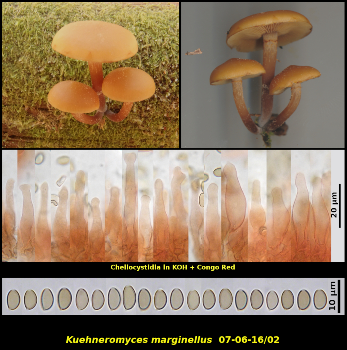 Picture of Kuehneromyces marginellus